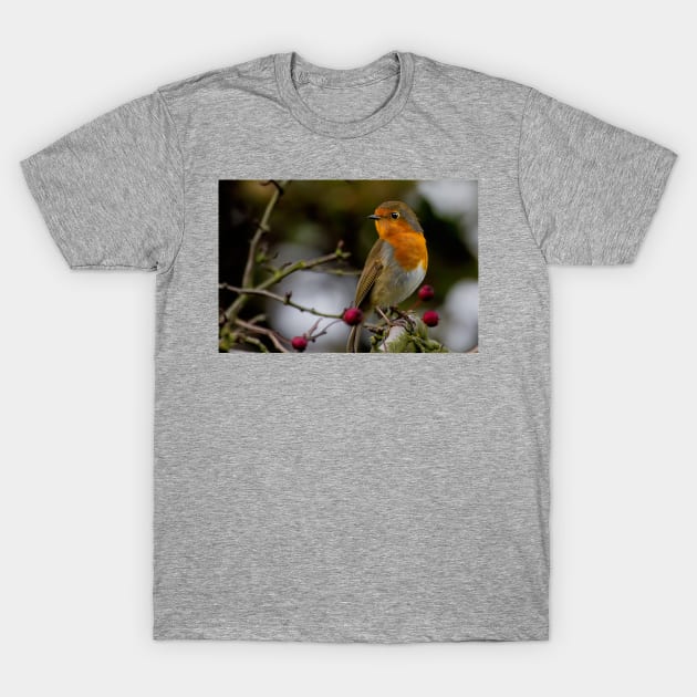 Robin Redbreast T-Shirt by Violaman